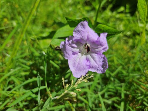 Wild petunia with a bee in it