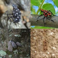 Figure 1. Upper left: early-instar SLF; upper right: late-instar SLF; bottom left: adult SLF with egg mass; bottom right: uncovered SLF eggs.