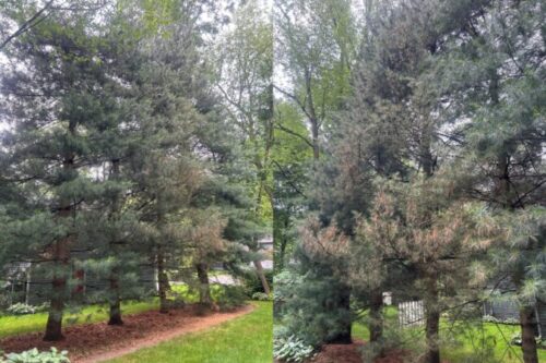 Figure 1: Eastern white pine trees with early season needle loss.