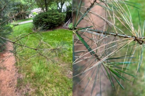 Figure 2: Closeup images of white pine with needlecast. Multiple fungi were present: Lophodermium, Lecanosticta, and, Septorioides. Note, primarily the older needles have been affected. New needles appear green and healthy.