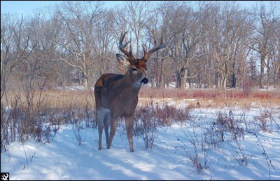 Deer buck standing in the snowy woods