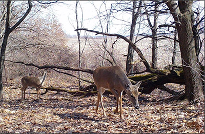 Deer in the woods looking at the ground.