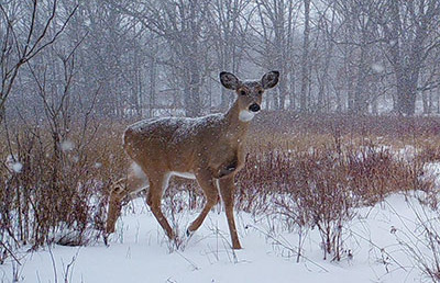 Deer doe in snowfall in woods