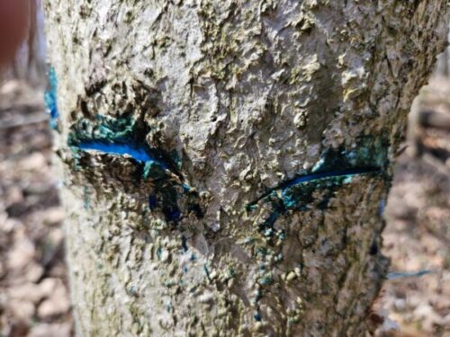 Figure 4. Hack and squirt treatments with triclopyr is a common method to control invasive trees. Photo by Lenny Farlee.