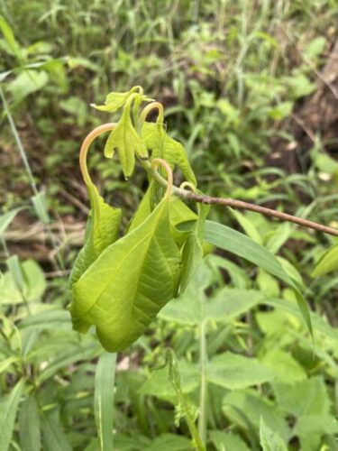 Figure 1. Confirmed damage from triclopyr on sassafras shows the growth regulator-type injury on leaves. Photo courtesy of the Office of the Indiana State Chemist.