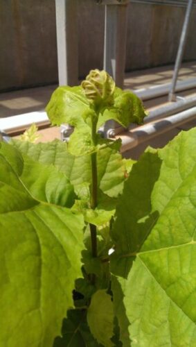 Figure 2. Glyphosate damage to sycamore.