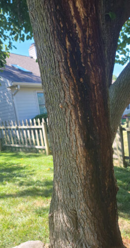 Slime influx depicted on a mulberry tree