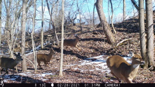 Deer running through woods captured on trail camera.