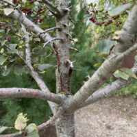 Figure 1: This crabapple tree was attacked first by fire blight and later by Botryosphaeria canker, killing the main trunk.