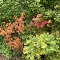 Figure 2: A viburnum hedge with dieback caused by Botryosphaeria. Leaf color may progress from yellow to red to brown as branches die.