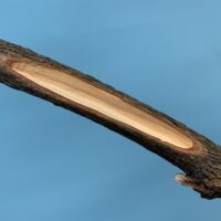 Figure 3: A rhododendron stem showing one-sided necrosis caused by Botryosphaeria infection. The tan to brown discoloration in the wood is typical of Botryosphaeria on many deciduous trees and shrubs.