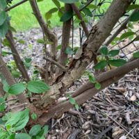 Figure 4: This Viburnum x burkwoodii stem has a large Botryosphaeria canker at the base, killing the branch above that point. After the branch was pruned out the remainder of the shrub survived.