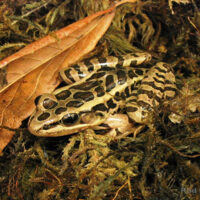 Pickerel frog on ground by leaf.