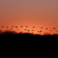 Sandhill cranes at Jasper-Pulaski Fish & Wildlife Area.