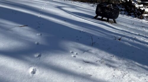 Paw prints / animal prints in the snow