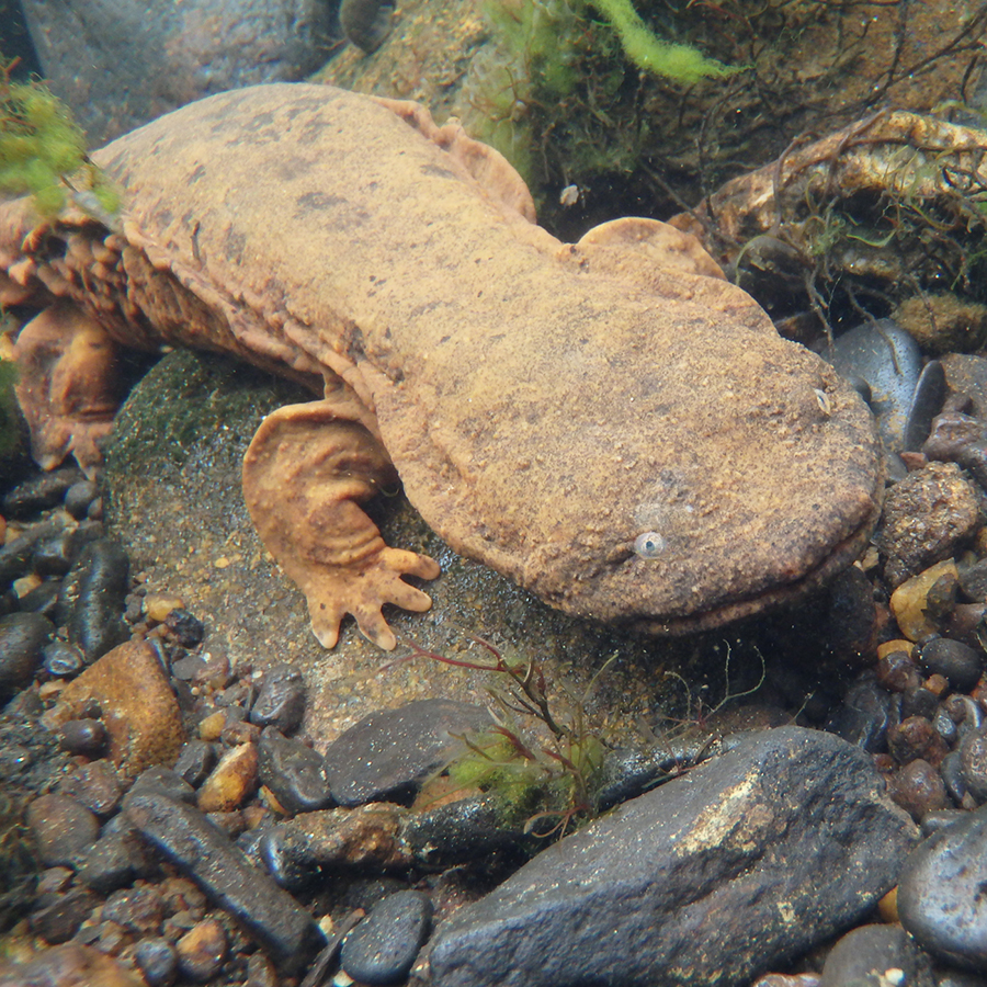 Hellbender Conservation – Hoverman Aquatic Community Ecology Lab