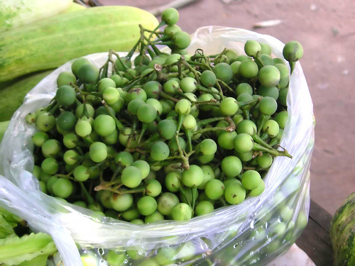 Image result for Solanum torvum