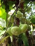 Syzygium samarangense fruit