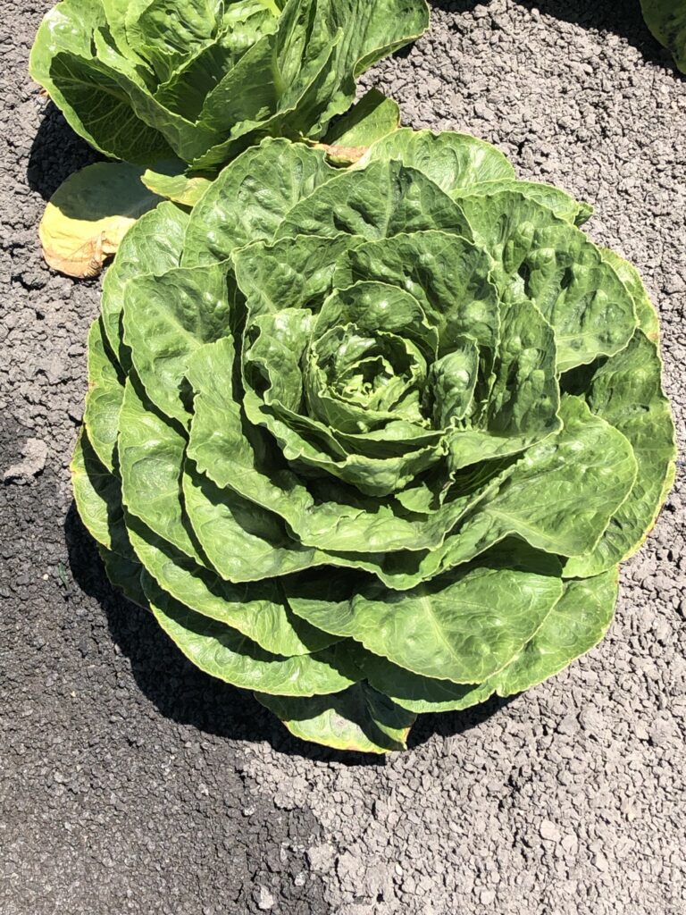 lettuce plant