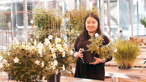 Ying Li holding a pot of petunias in a greenhouse.