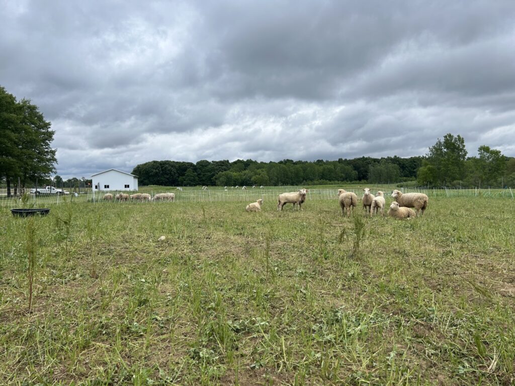 Sheep grazing in the field.