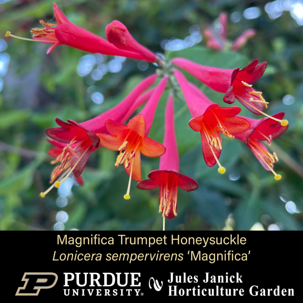 Magnifica Trumpet Honeysuckle