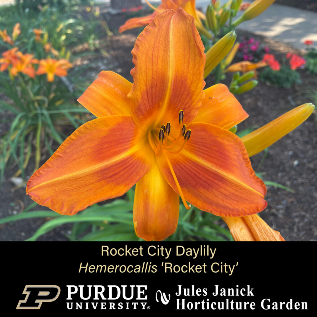 Rocket City Daylily
