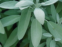 Tis The Season for Sage - Indiana Yard and Garden - Purdue