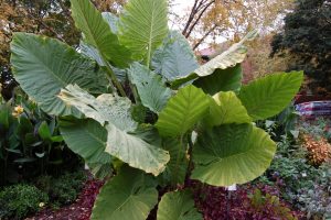 Photo of Elephant Ear plant that should be dug up before frost. Photos by Rosie Lerner / Purdue Extension 