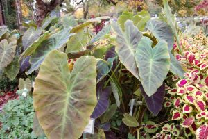 Photo of Dig Elephant Ear/Taro before frost.