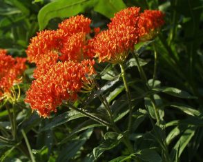 Butterfly Milkweed Named 2017 Perennial of the Year! - Indiana Yard and ...