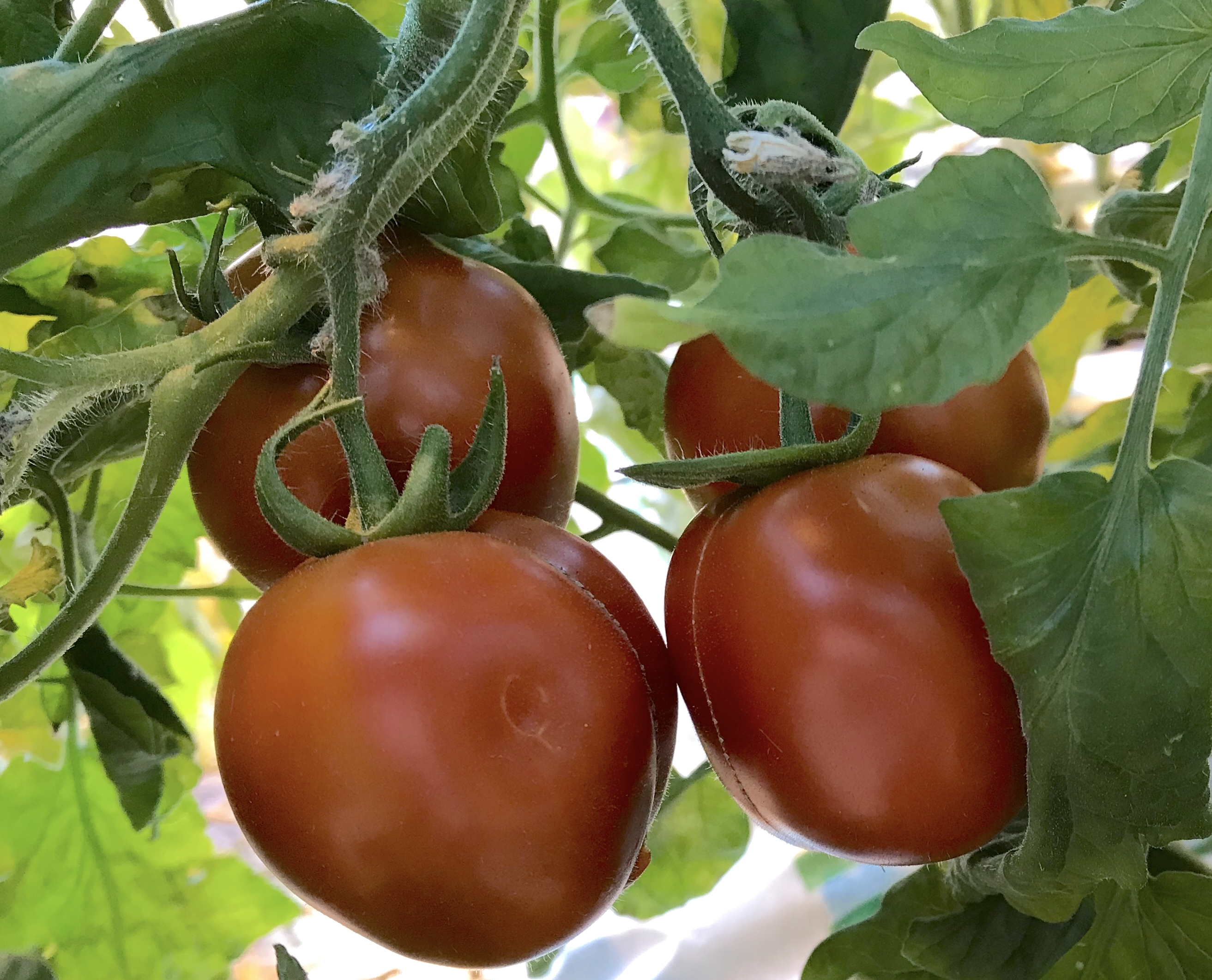 Tomatoes Are Tops for Summer Crops - Indiana Yard and Garden