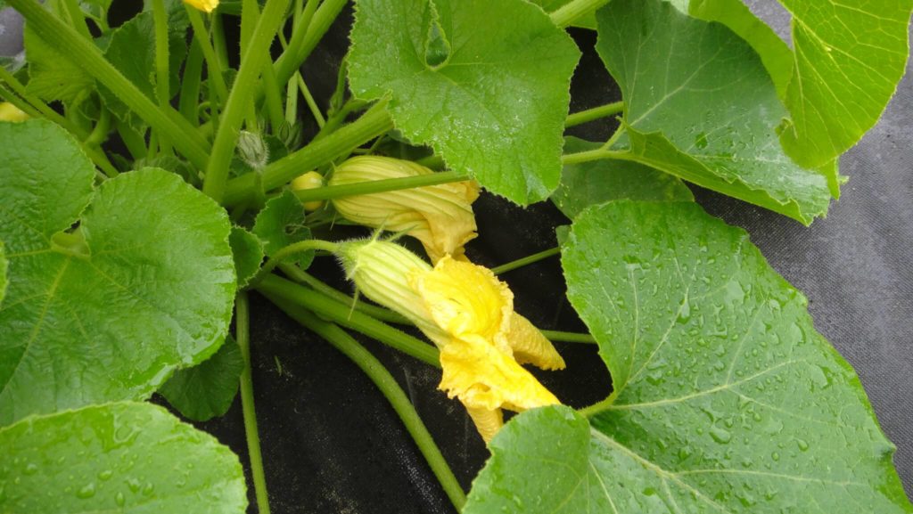 Squash blossoms drop and sometimes that s normal Indiana Yard