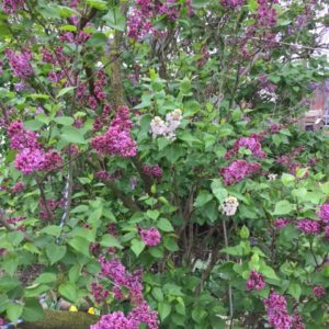 Photo of larger area of Sensation lilac showing an odd pale flowering branch on same plant with pinkish purple flowers.