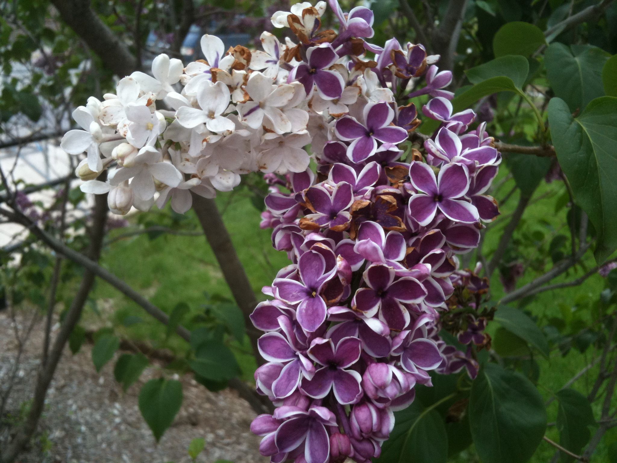 Lilac Blossoms
