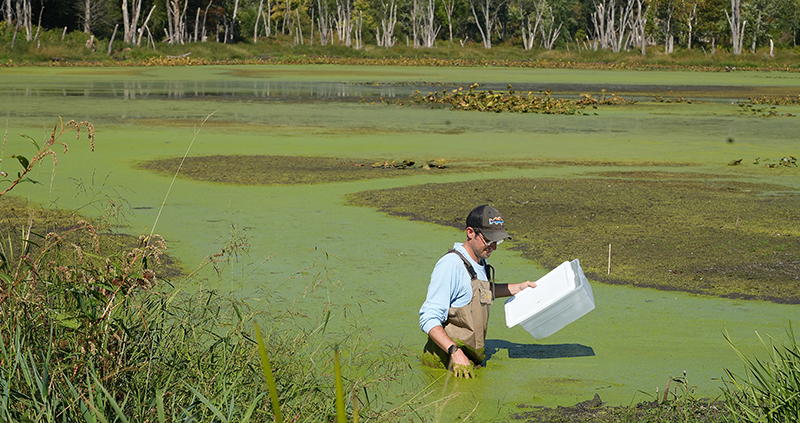 A man walking through a pond in a wildlife area.