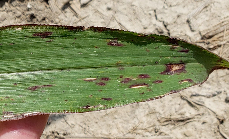 An example of a yield-limiting factor on a leaf.