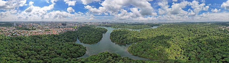 Singapore’s urban rainforest.