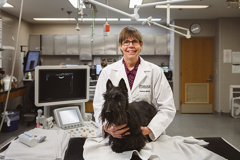 Veterinary oncologist Deborah Knapp.