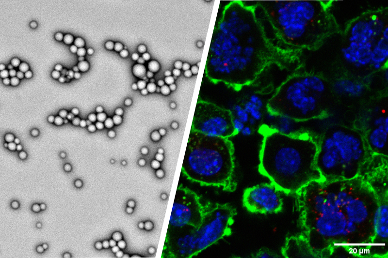 Nanoparticles modified with adenosine triphosphate