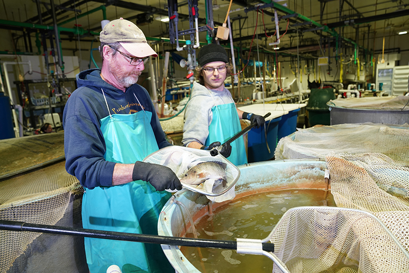 Bob Rode, manager of the Aquaculture Research Lab.