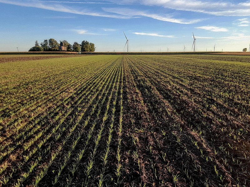 Open field with windmills in the background.