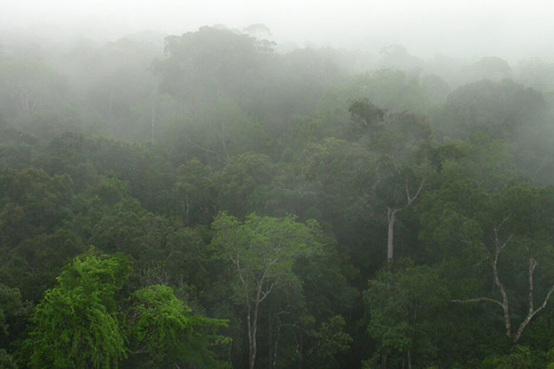 Mist rises over a rainforest in Brazil