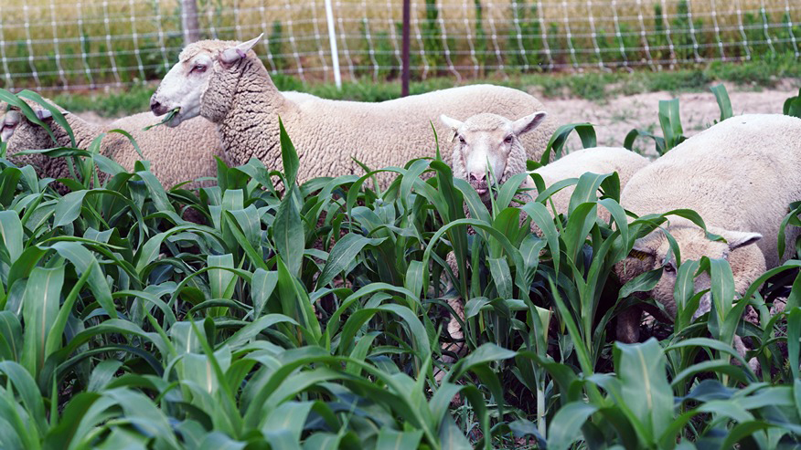 Several ewes eating dhurrin-free sorghum plants.