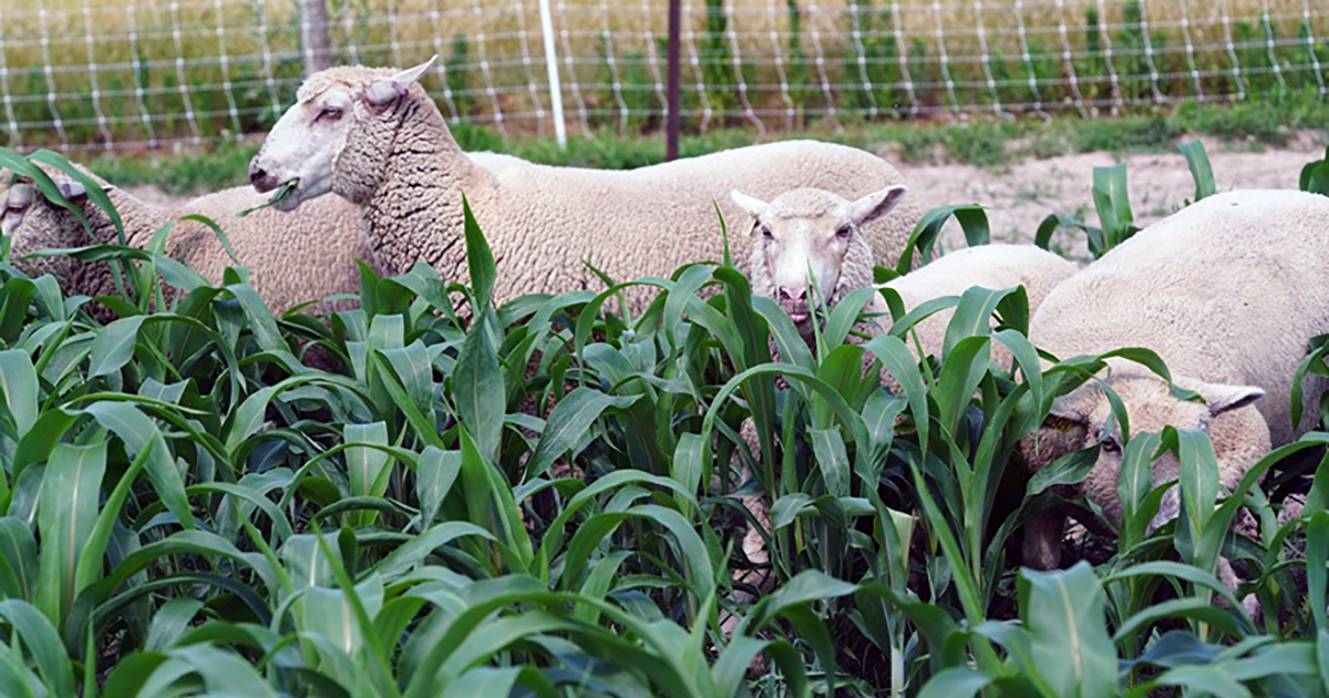 Researchers document animals’ preference for Purdue-patented sorghum technology