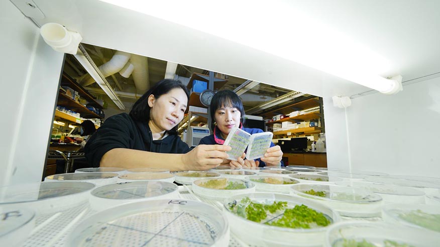 Two Purdue University researchers examine seedlings under a bright light in a lab.