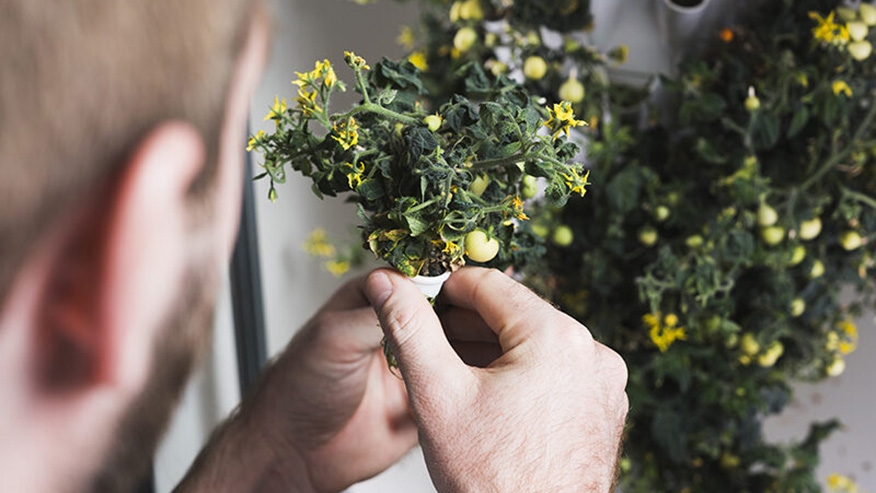 A man holds a plant growing from a seedpod in his hands. The plant has small yellow fruits and blossoms.