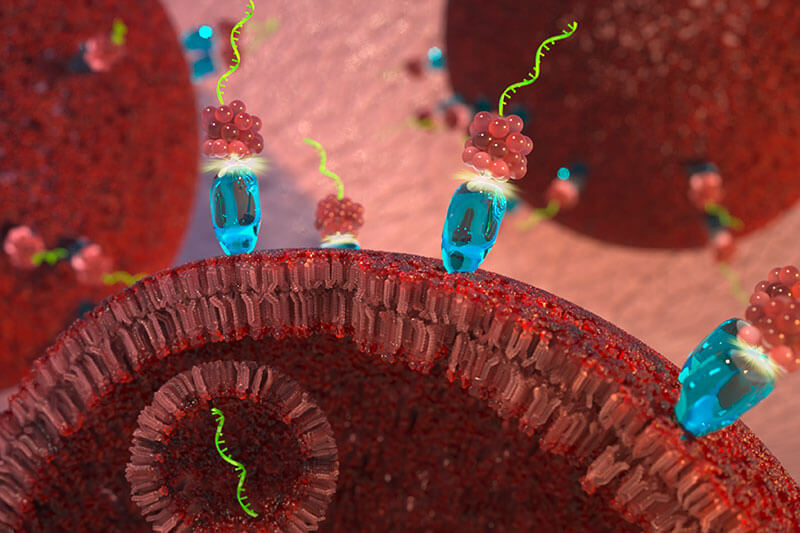 First-in-class targeted microRNA therapy slows cancer tumor growth ...