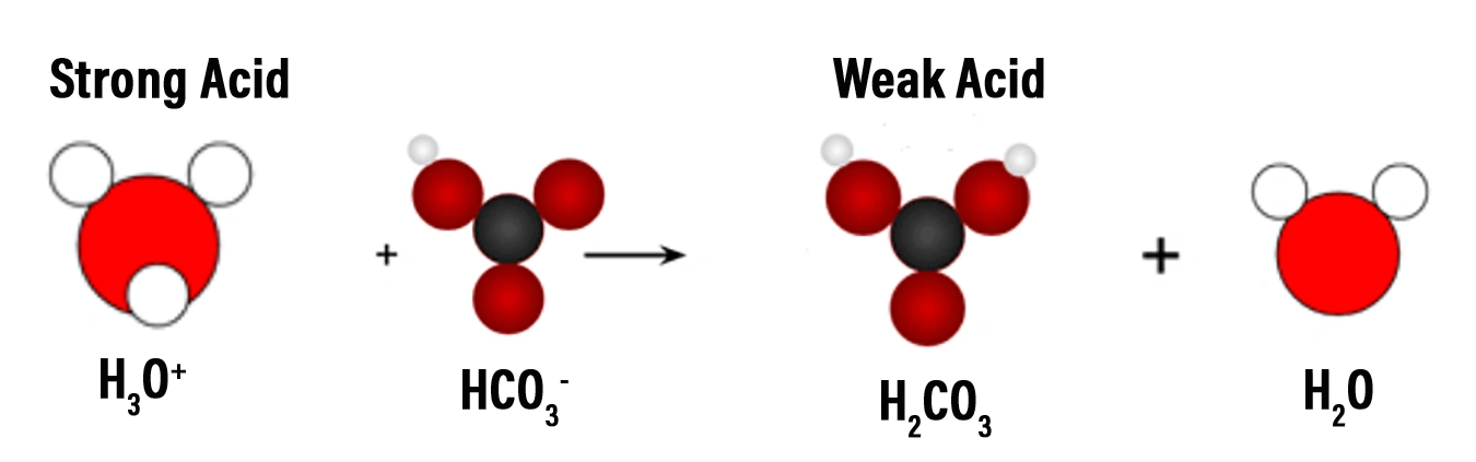 A strong acid, like hydrochloric acid (HCl), will dissociate completely in the solution causing the bicarbonate ions to accept the excess protons and form carbonic acid molecules, which are a much weaker acid than the hydrochloric acid