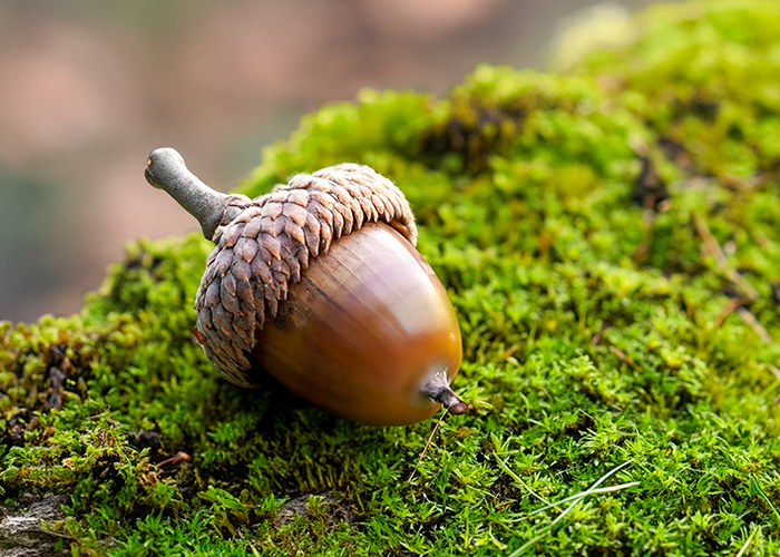 Seed for Success Acorn Awards